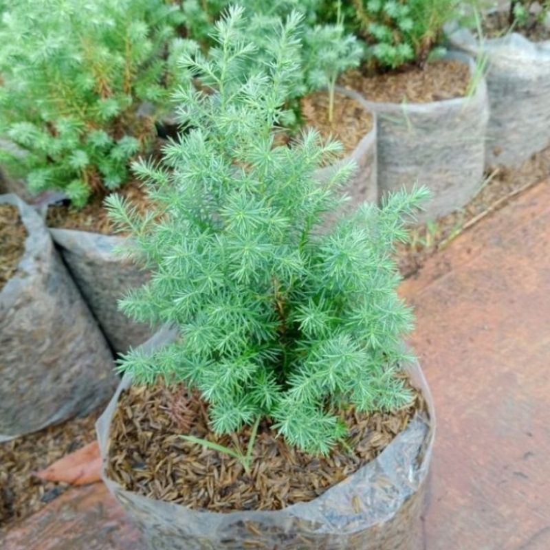 pohon cemara embun-cemara blue-cemara mini-cemara hias