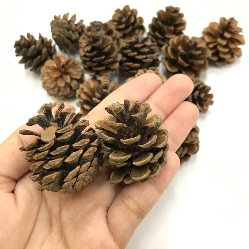 1 LUSIN -  HIASAN POHON NATAL /PINUS / BUNGA POHON PINUS / BIJI PINUS / PROPERTI FOTO BUNGA KERING