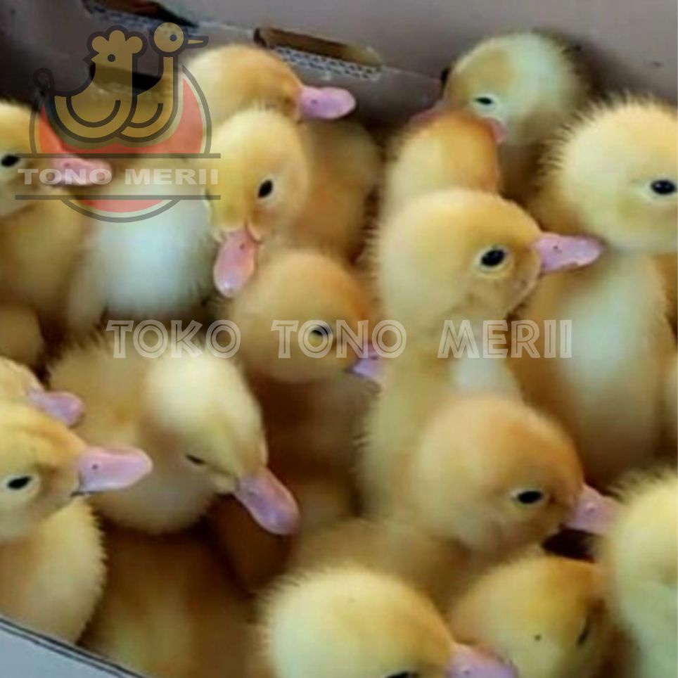 Anak Bebek Peking DOD - Isi 25 Ekor