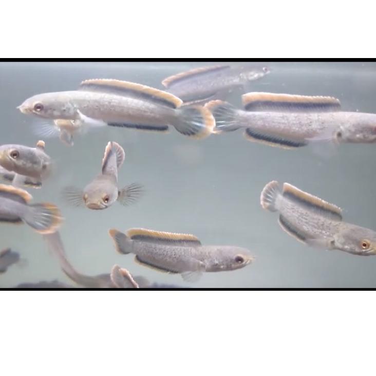 Limbata Cb Beby(Rim Super Tebal Kualitas Grade A) {AS.18Oc22l}