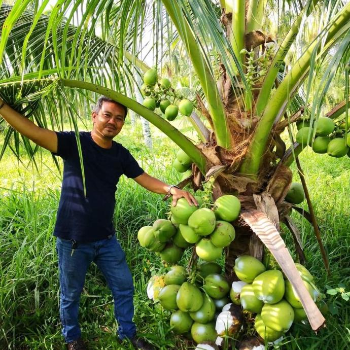 bibit tanaman kelapa dwarf Indian kelapa pendek