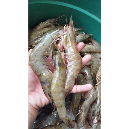 

UDANG FRESS MURAH YA
