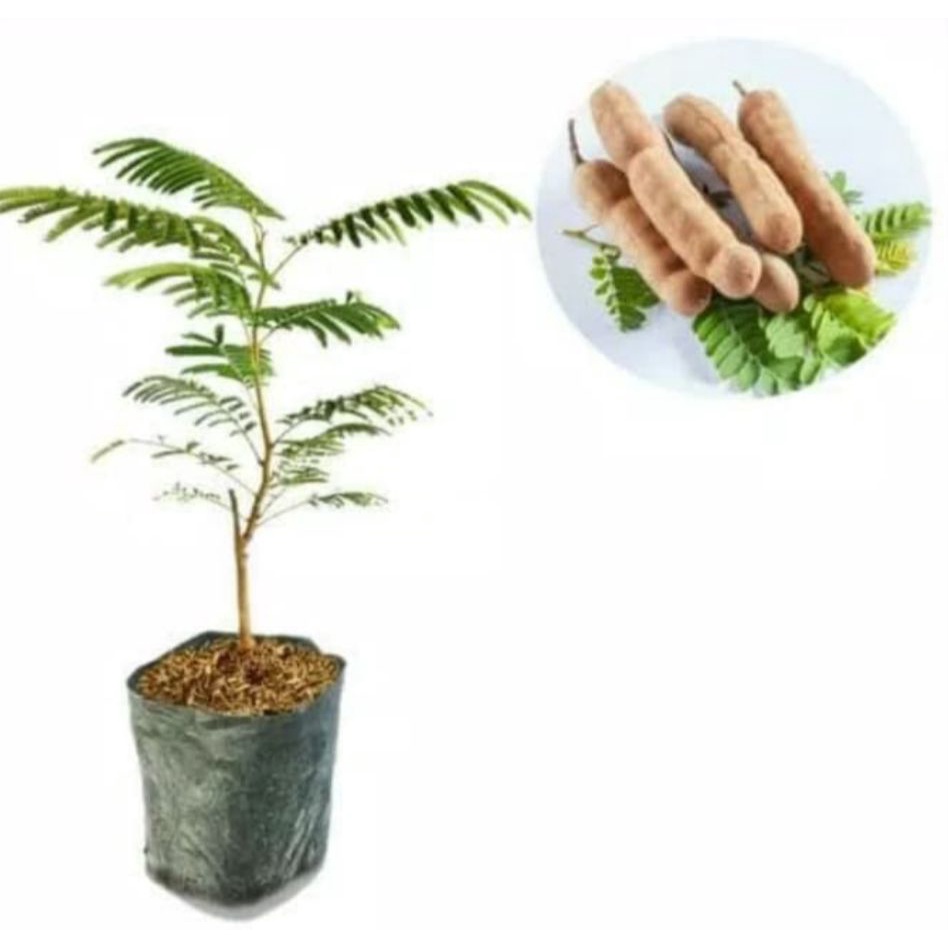 Bibit Tanaman Asam Jawa / pohon asam jawa / pohon asem jawa / bibit pohon asam jawa / asak jawa