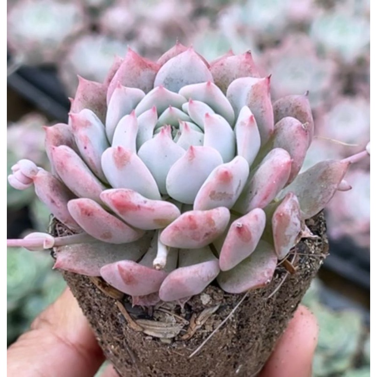 Sukulen Echeveria Prolifica