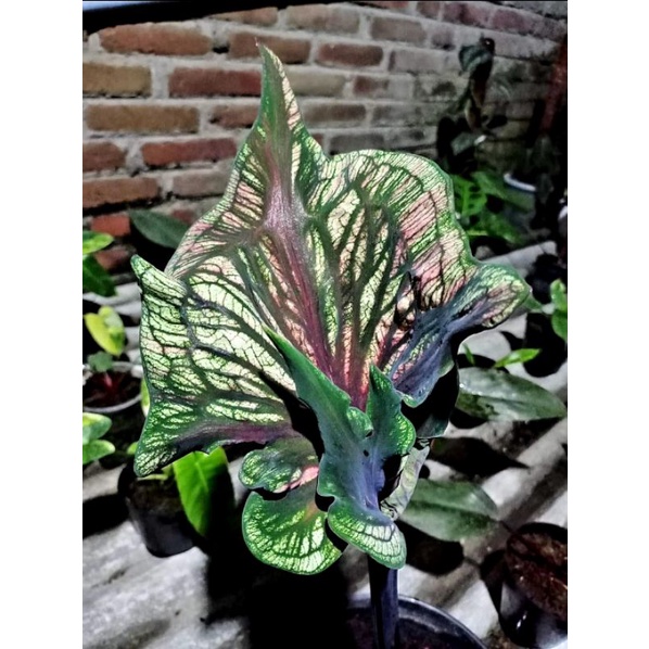 Caladium Srikandi | Tanaman Hias Keladi Srikandi Anakan Murah