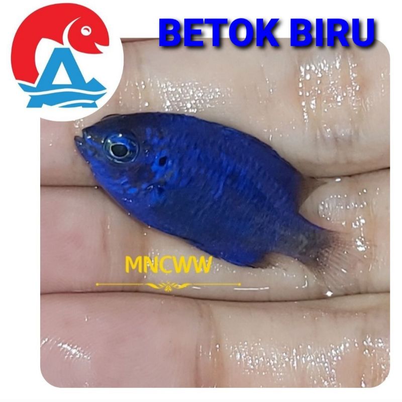Ikan Hias Laut Betok Biru