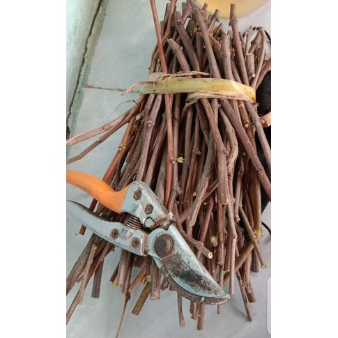 PAKET ROOSTOK CUTTING ANGGUR (Batang Bawah) -+Sekilo