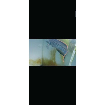 limbata fuldot rim merah