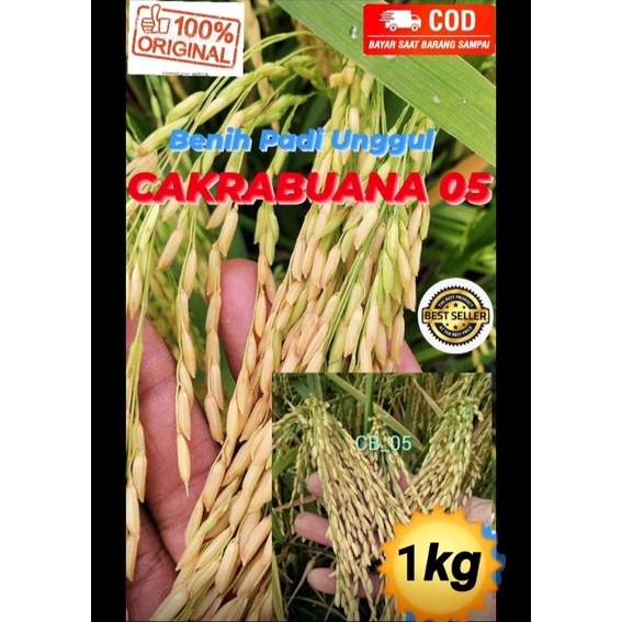 Benih Padi Unggul CAKRABUANA 05 malai panjang 1kg