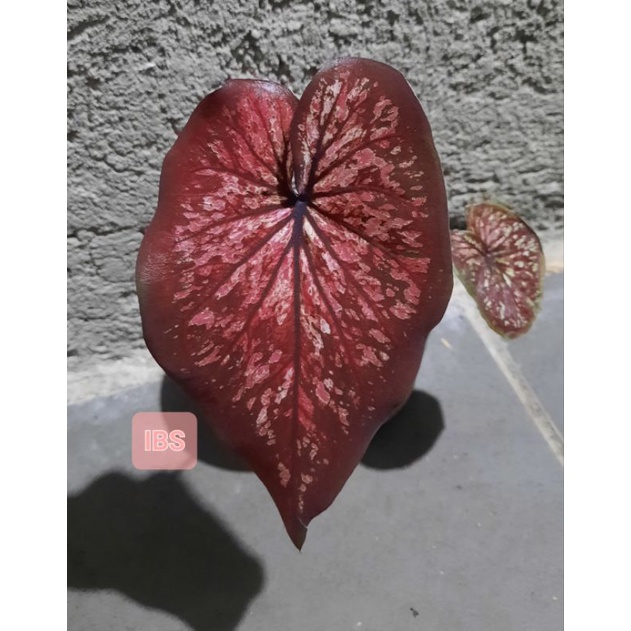 Keladi Hybrid Burik Merah