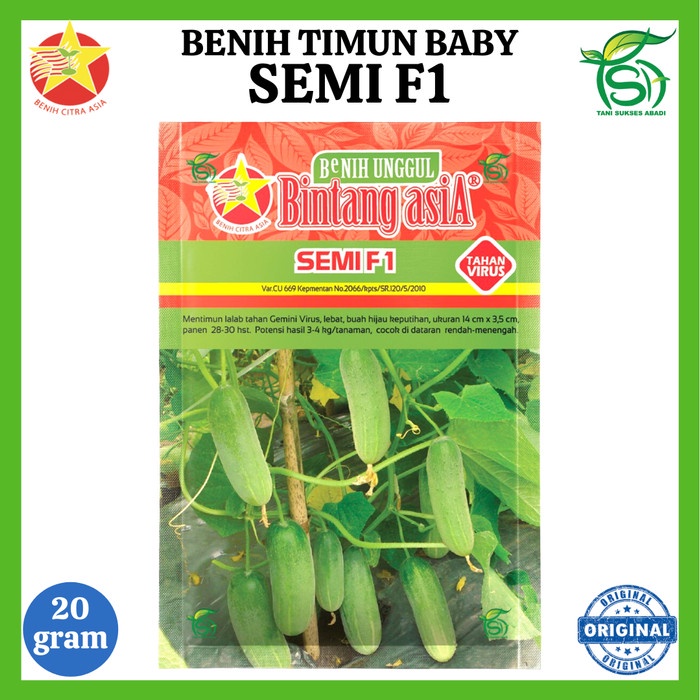 Benih Timun SEMI F1 (20 Gram) - Bibit Timun Lalap Baby Bintang Asia Gr