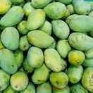 

MANGGA HARUMANIS//100% PANENAN KEBUN SENDIRI