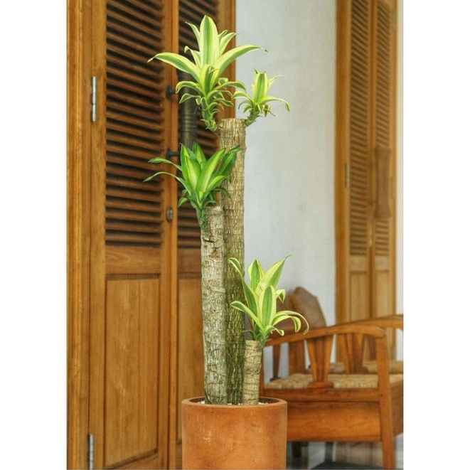 Venta de tallos de hanjuang de dracaena fragrans contenido de plantas de maíz dorado de 3 tallos de plantas de interior |  Shopee Indonesia