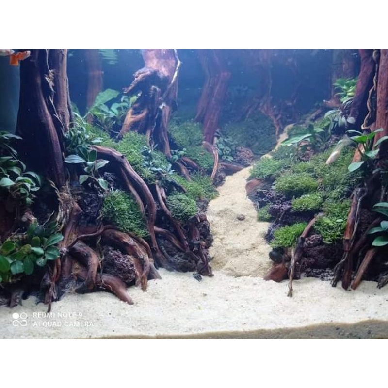 aquascape full set jungle style