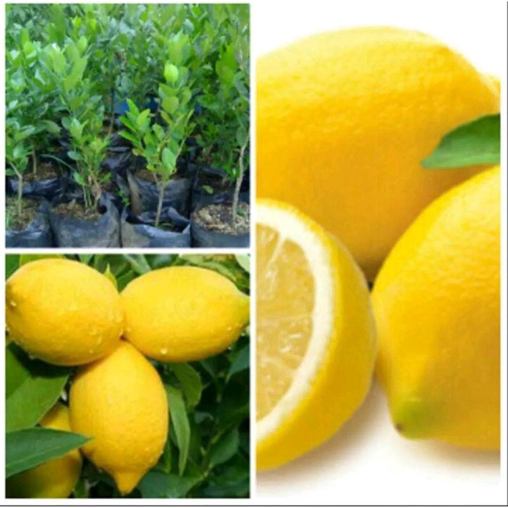 Bibit buah jeruk lemon tea california okulasi/cangkok ASLI cepat berbuah bibit tanaman unggul jeruk lemon california termurah pohon jeruk lemon california okulasi bibit jeruk lemon cangkok