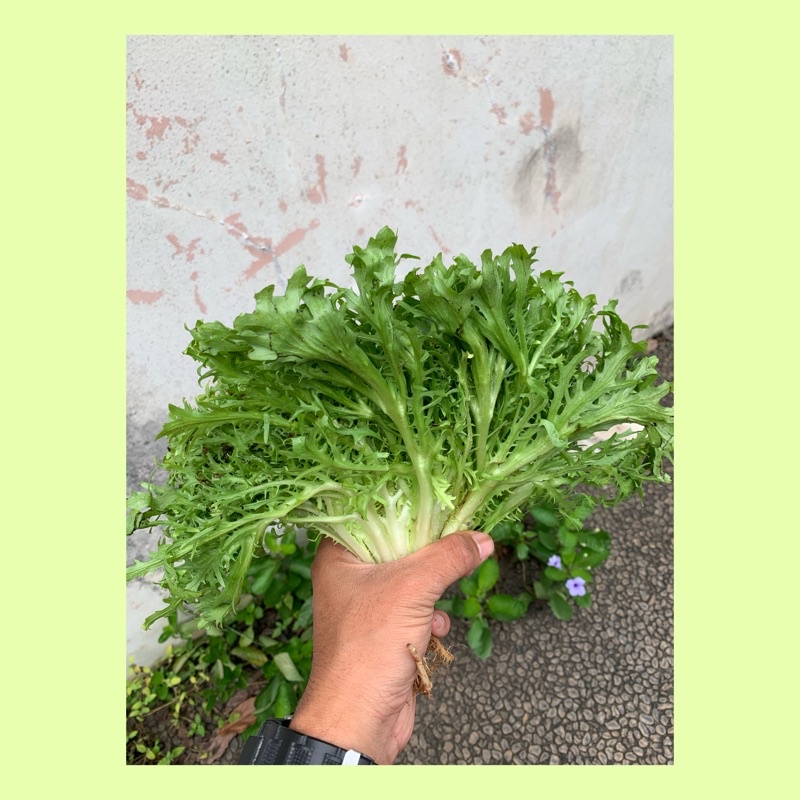 lettuce endive/ lettuce endive organik fresh