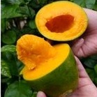 

Mangga Alpukat 1kg