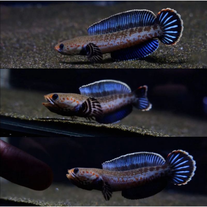 essen andrao gondrong grade a