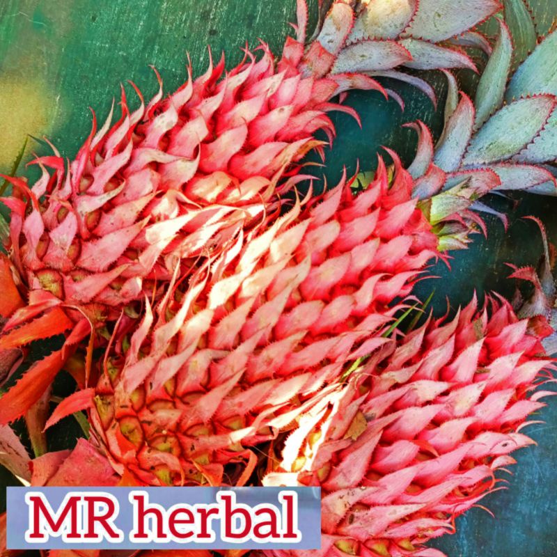 

Nanas merah muda segar per 1 buah 500 gram