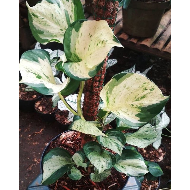 Tanaman hias manjula varigata / sirih manjula / manjula