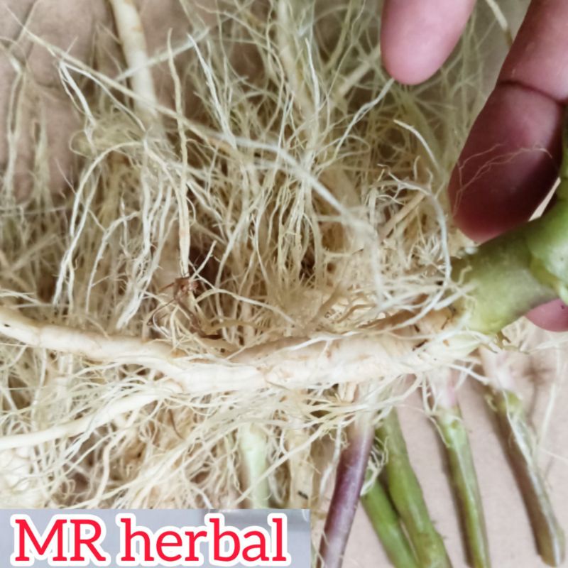 

Akar ciplukan segar per 50 gram