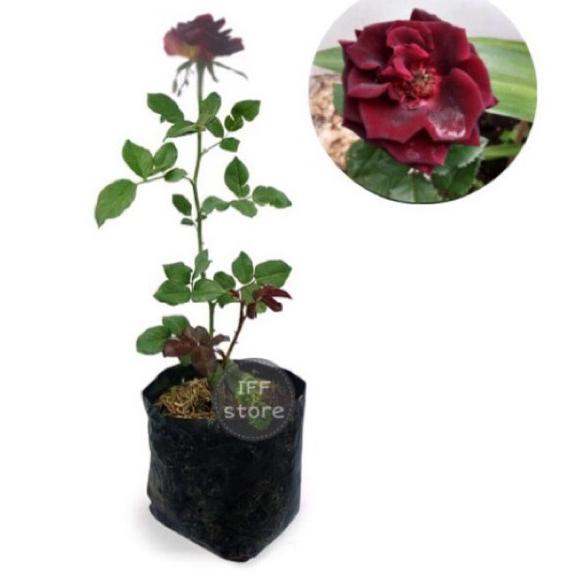 Kilat Hemat--Bunga Mawar Merah Abra Hitam Hidup Super Wangi (COD) Tanaman Bunga Mawar Hidup Berbunga