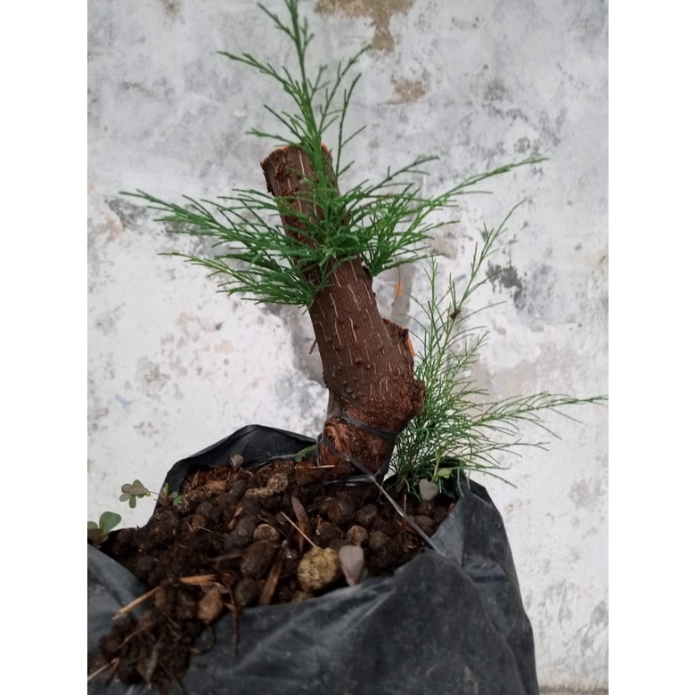 Tanaman Bonsai Cemara Udang Cangkok ukuran Small Gaya Eksprsionis