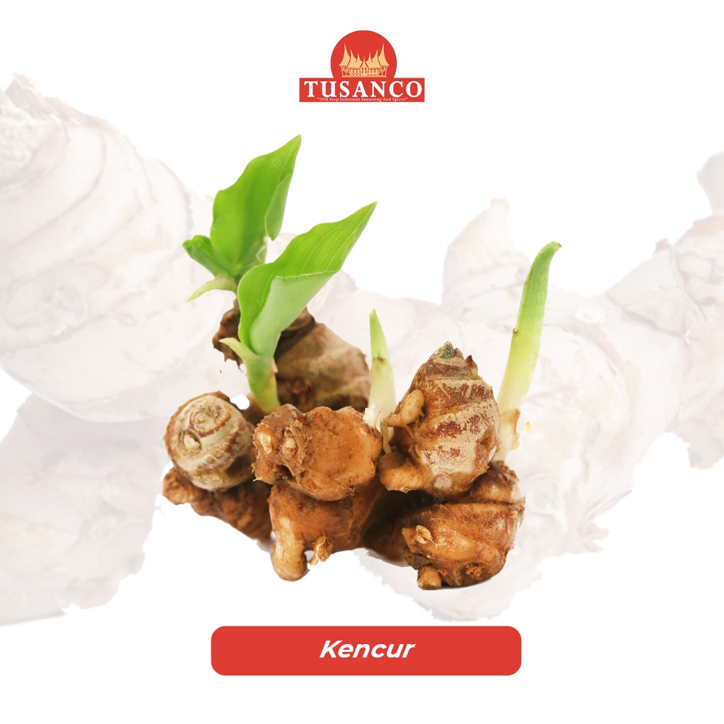 

Kencur Tusanco 1 KG