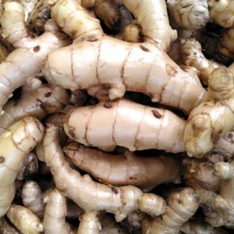 

Paling Laku--Temu putih/Kunyit Putih/Kunyit Putih Segar/1kg (Temu putih/Curcuma Zedoaria)