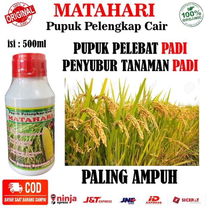 Jual Pupuk MATAHARI Obat Pelengkap Cair Untuk Padi subur MATAHARI