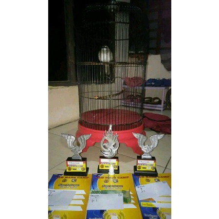 doping burung trucuk