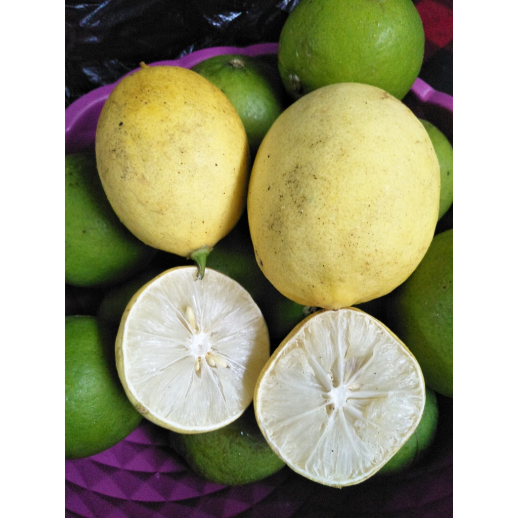 

Buah Jeruk Lemon California per kg / 1kg