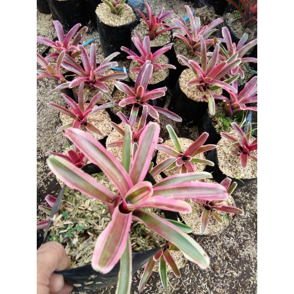 PINK POWDER BROMELIA MINI NEOREGELIA