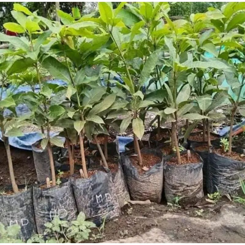 bibit mangga madu manalagi