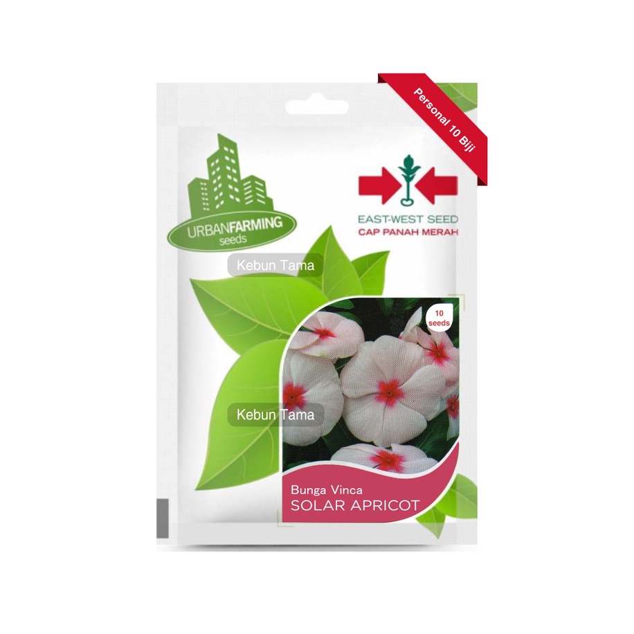 Benih Bunga Vinca Solar Apricot / Tapak Dara Cap Panah Merah 10 Biji