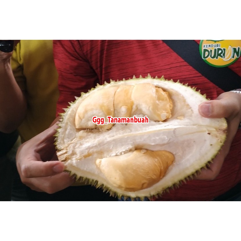 Bibit durian super tembaga kaki 3 super cepat berbuah