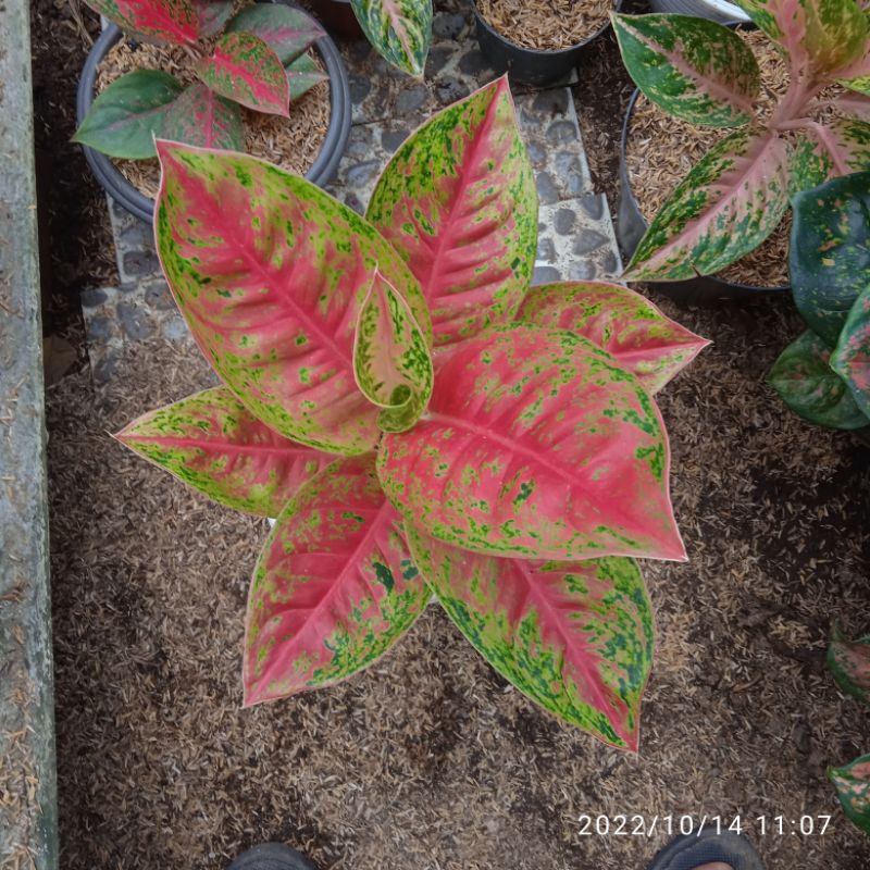 aglonema Mahasety lokal