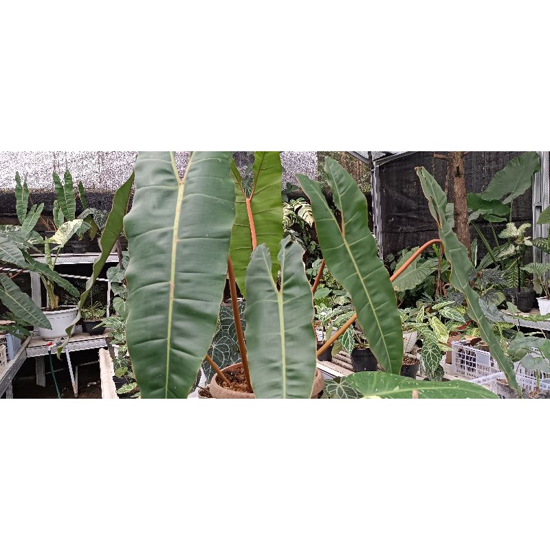 philodendron billitiae jumbo