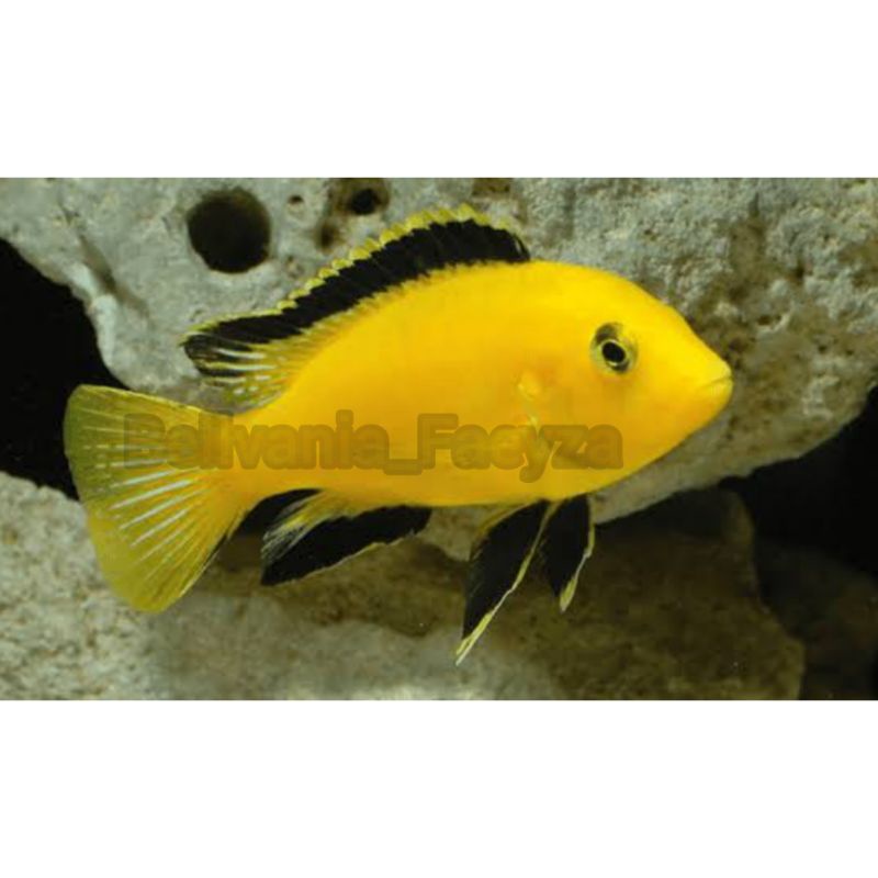 

Ikan Lemon Chilclid Aquascape