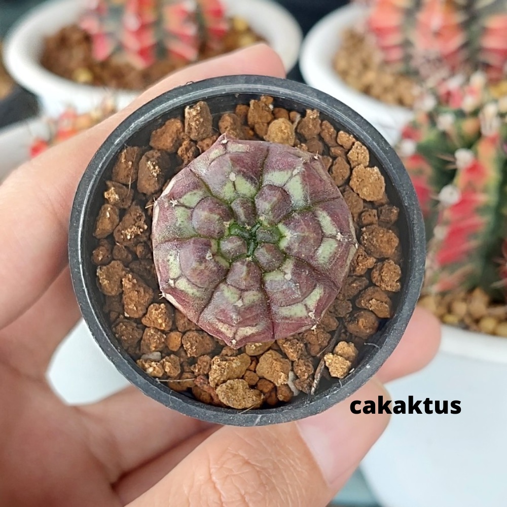 Cactus Premium Kaktus Daydream / Gymno / Miha / Gymnocalycium Mihanovichii