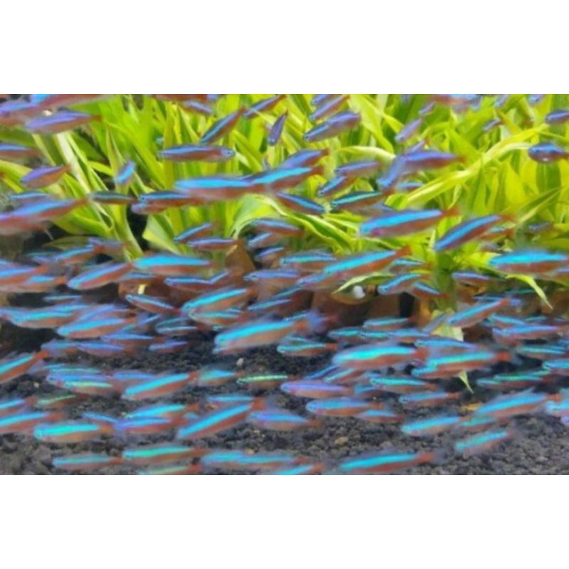 ikan hias neon cardinal size L