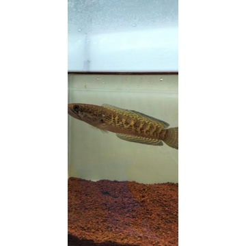 hiasan aquarium chana auranti size 14cm