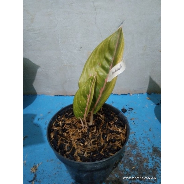 Aglo Reanita dan Widuri Link Live Sale