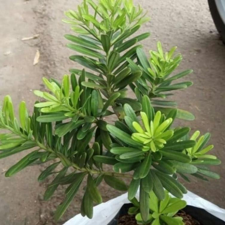 Paling dicari--Pohon Lohansung Cincuan Tanaman Hias Bibit Bonsai Lohansung Taiwan