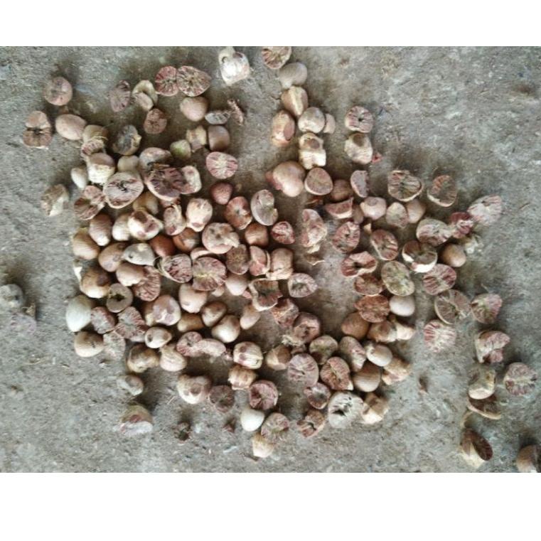 

Terbaik Pinang atau Betel nut / supari 1 kg kualitas ekspor buruan