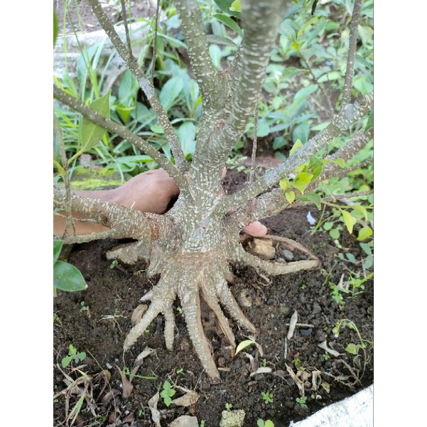 Bahan Bonsai Kimeng Prospek Bahan Bonsai Kimeng Prokar Jos