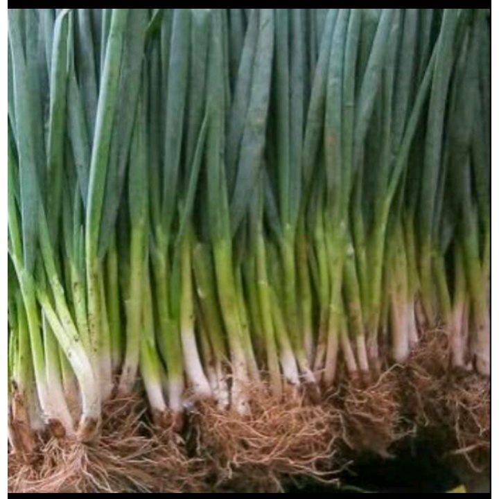

PS/ Daun bawang murah 500gr