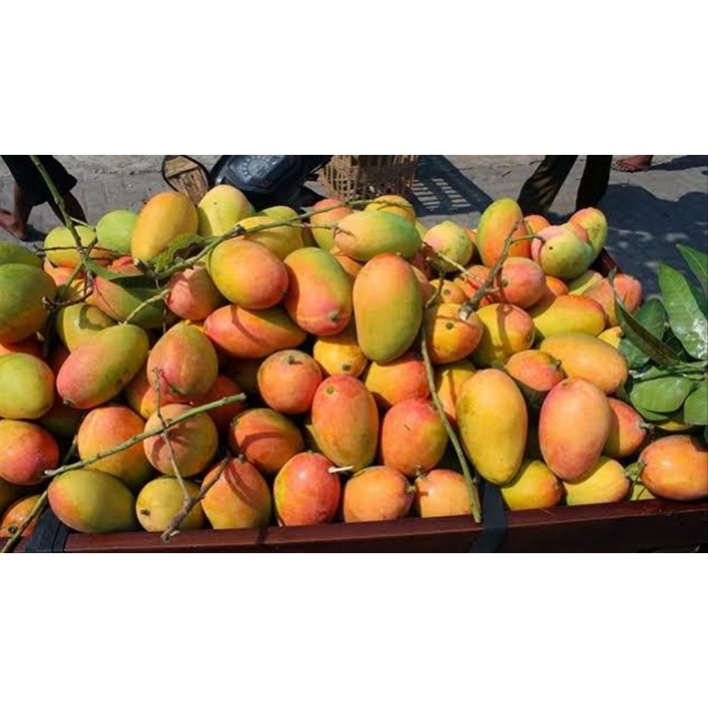 

Grosir / per Kg Buah Mangga Podang Gunung Fresh Khas Kediri Masak Pohon/Petik Dari Pohon Langsung Dikirim