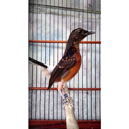 RING  MURAI BATU BNR+APBN+ SERTIFIKAT