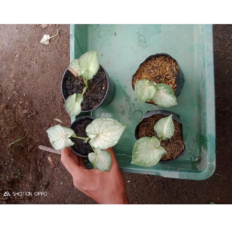 Tanaman hias Caladium White jaguar (jaguar putih) ◦ BTM.18Oc22g